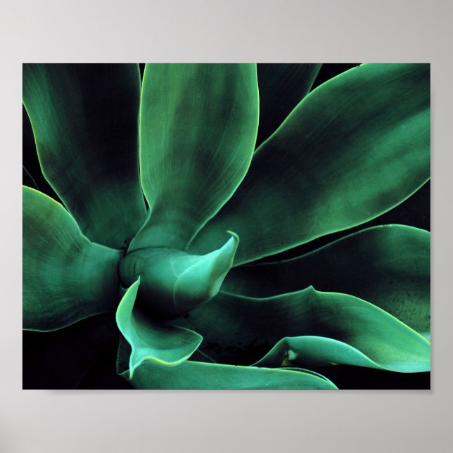 Green Agave Attenuata Poster (Vorne)