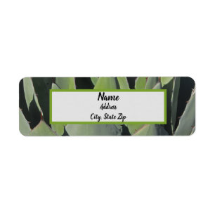 Green Agave Blätter Botanisches Foto Südwesten