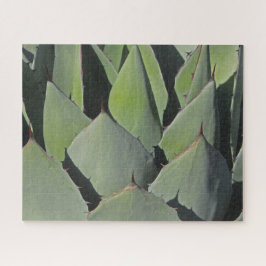 Green Agave Blätter Botanisches Foto Südwesten