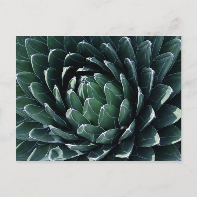 Green Agave Postkarte (Vorderseite)