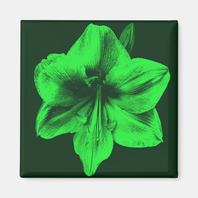 Green Amaryllis Magnet (Vorne)