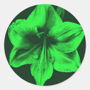 Green Amaryllis Runder Aufkleber