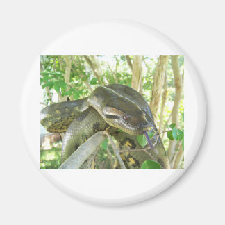 Green Anaconda Magnet