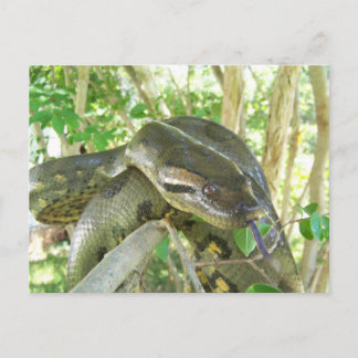 Green Anaconda Postkarte