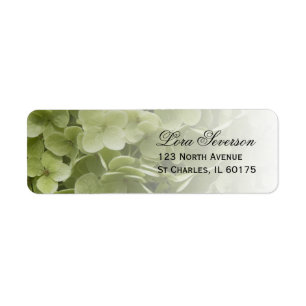 Green Annabelle Hydrangea Rücksendeadresse