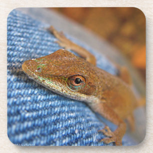 Green Anole Lizard Getränkeuntersetzer