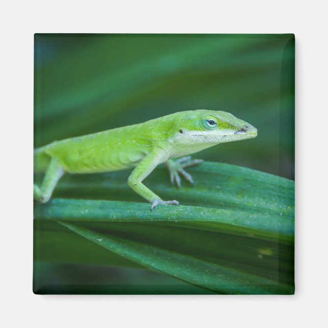 Green Anole Lizard Magnet (Vorne)