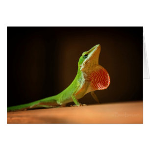 Green Anole Lizard mit Red Thraot