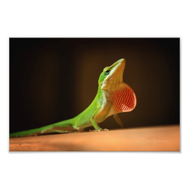 Green Anole Lizard mit Red Thraot Fotodruck (Vorne)
