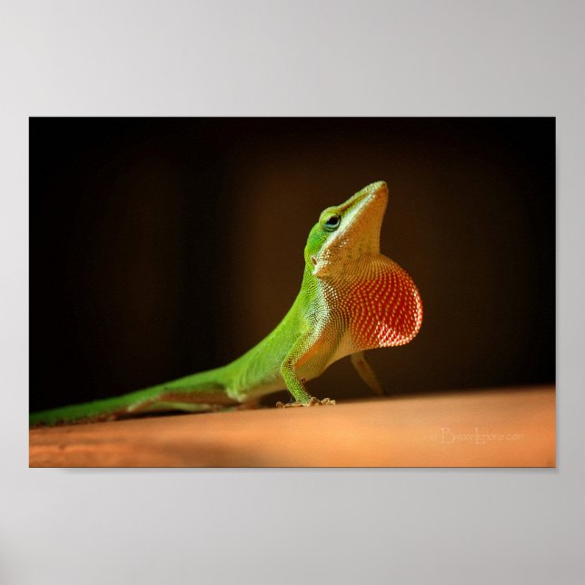Green Anole Lizard mit Red Thraot Poster (Vorne)