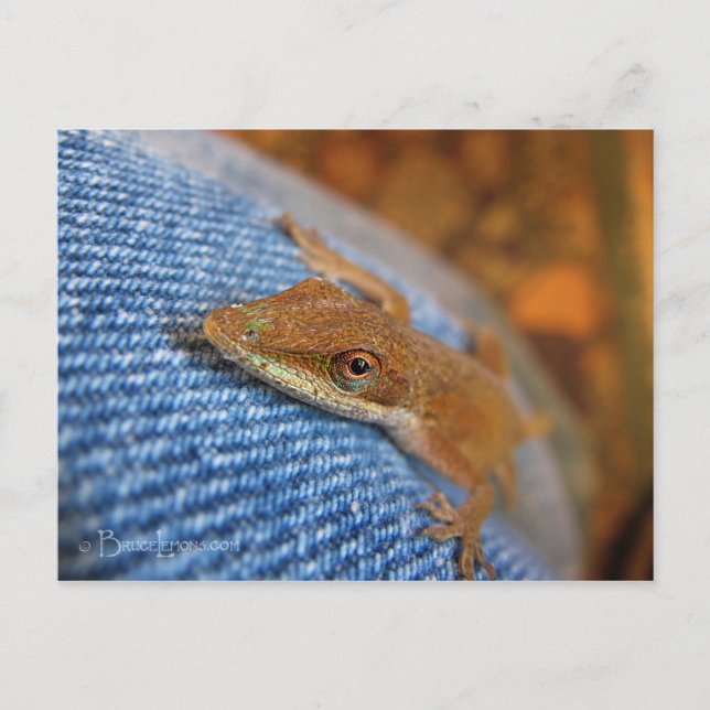 Green Anole Lizard Postkarte (Vorderseite)
