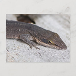 Green Anole Lizard schließt Postkarte