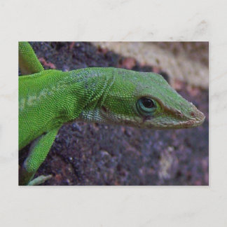 Green Anole Postkarte