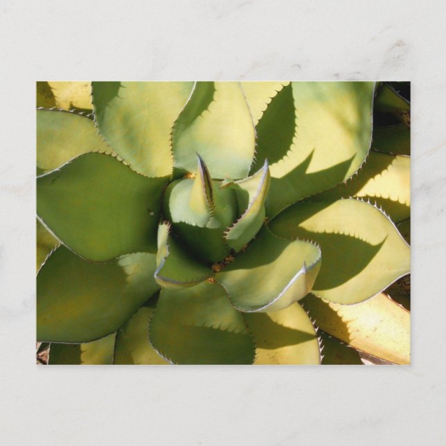 "Green Arizona" Postkarte (Vorderseite)