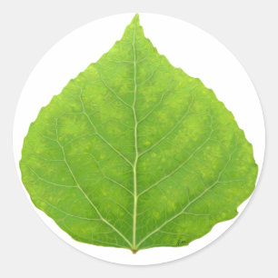 Green Aspen Leaf #11 Runder Aufkleber
