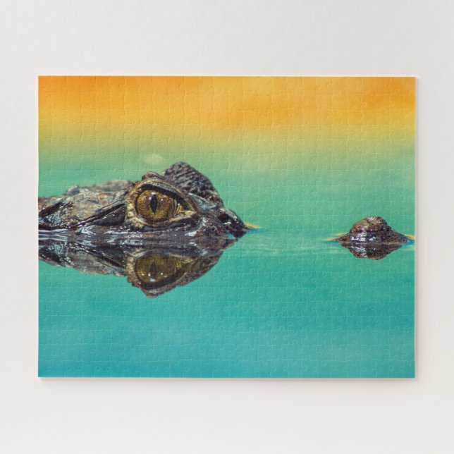 Green Baby Crocodile in Water mit Blau und Orange (Horizontal)