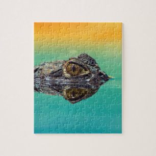 Green Baby Crocodile in Water mit Blau und Orange