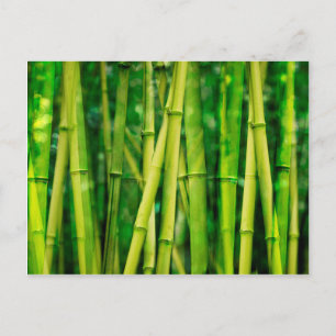 Green Bamboo Postkarte