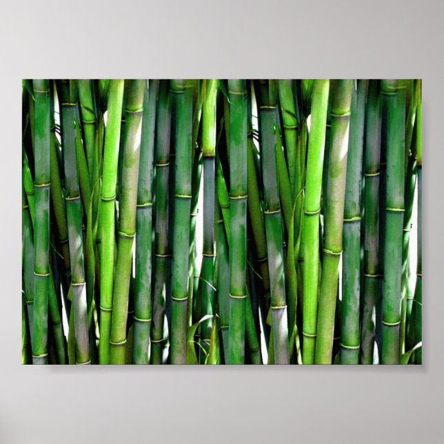 Green Bamboo Stalks Naturfotografie Poster (Vorne)