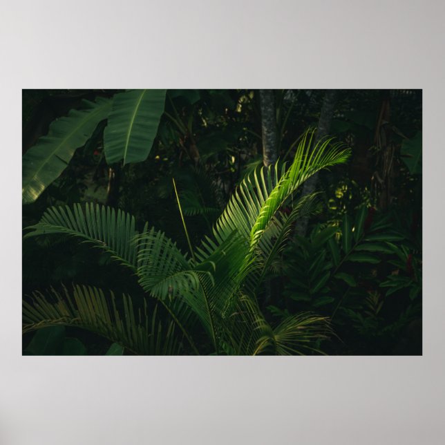 GREEN BANANA TREE DURING DAYTIME POSTER (Vorne)