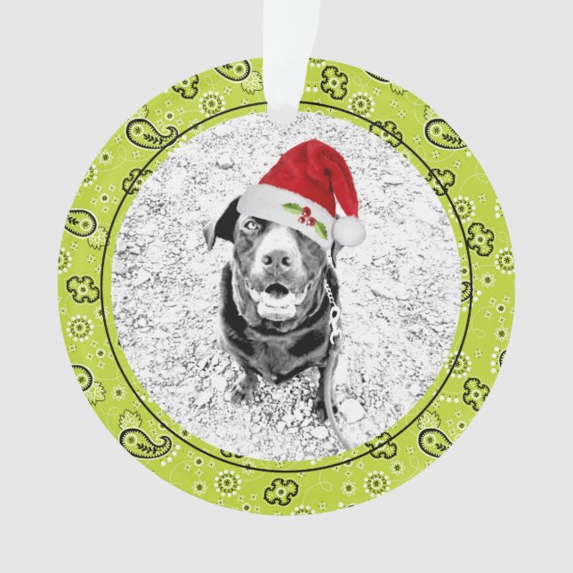 Green Bandana Animal de compagnie Photo NOM Fun No (devant)