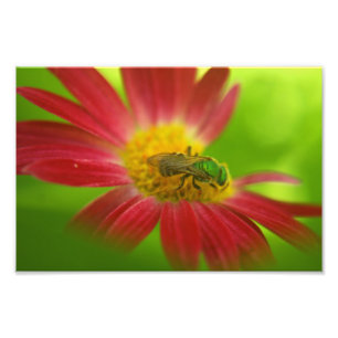 Green Bee on Painted Daisy Fotodruck
