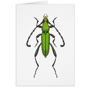 Green beetle