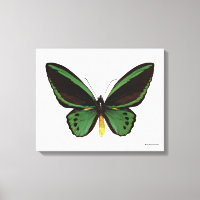 Green Birdwing Butterfly