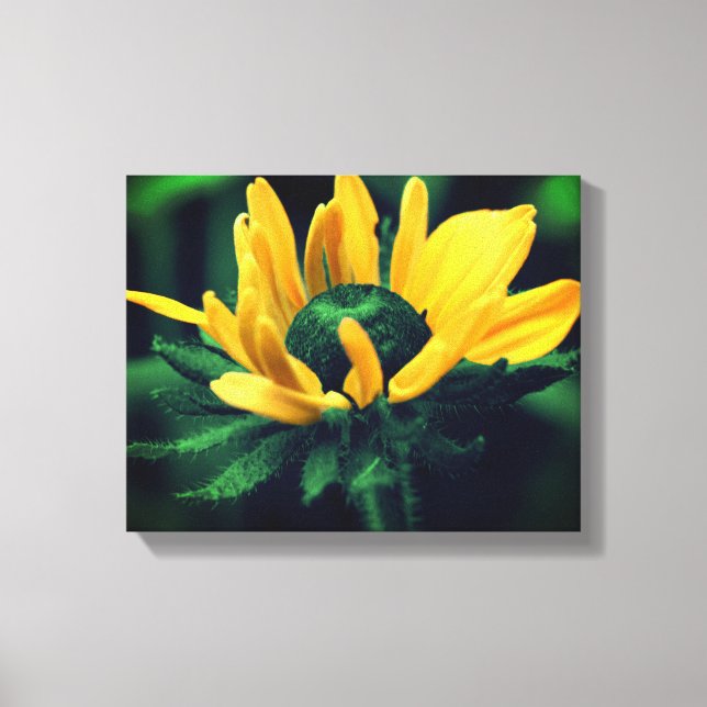 Green Black Mit Augen Susan Blume Leinwanddruck (Vorderseite)