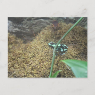 Green & Black Poison Dart Frosch # 3 Postkarte