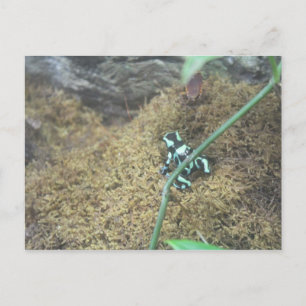 Green & Black Poison Dart Frosch # 5 Postkarte
