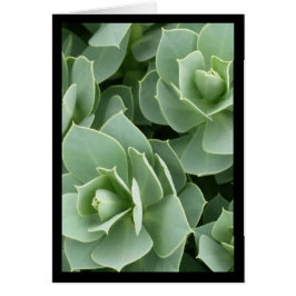 Green Blooms - Chanson de Sol. Carte de voeux 4:9
