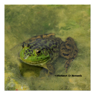 Green Bull Frog Shot Closeup Poster