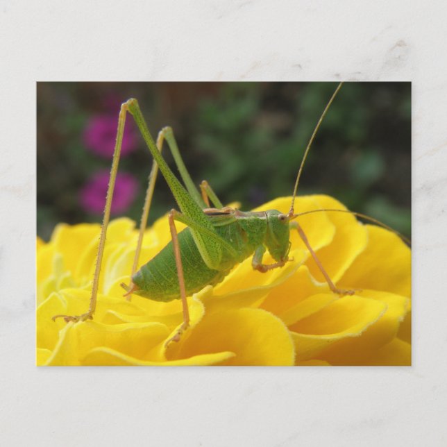 Green Bush Cricket Postcard Postkarte (Vorderseite)
