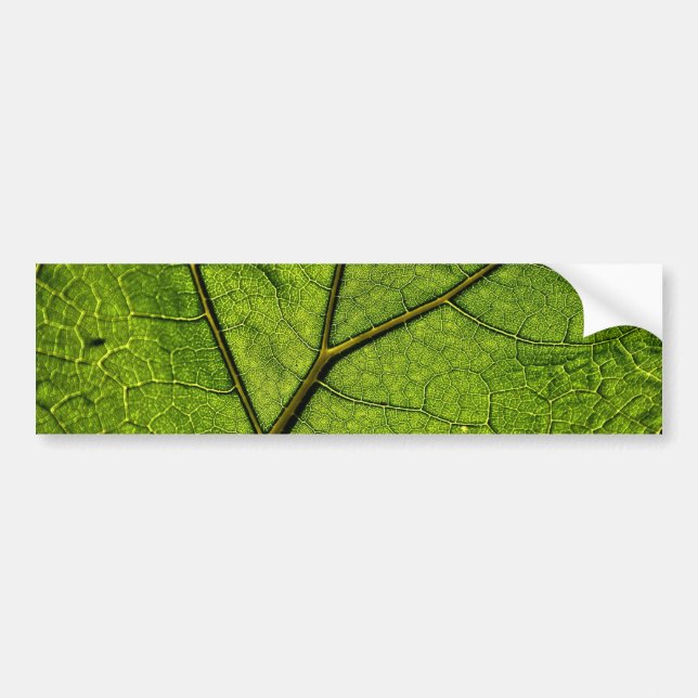Green Butterbur Leaf Autoaufkleber (Vorne)