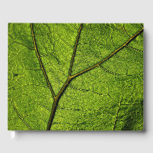 Green Butterbur Leaf
