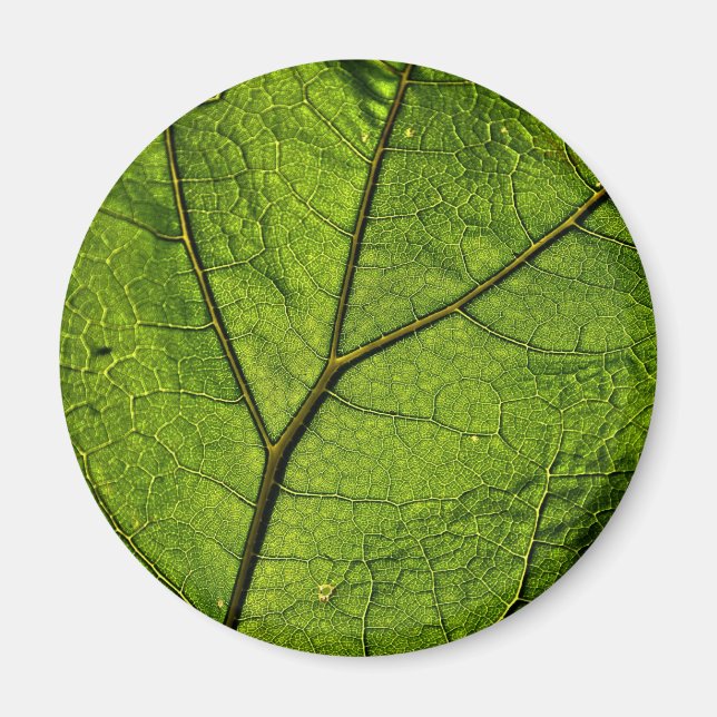 Green Butterbur Leaf Magnet (Vorne)