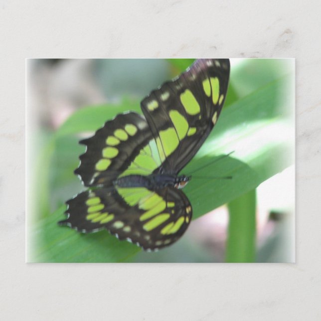 Green Butterfly Postcard Postkarte (Vorderseite)