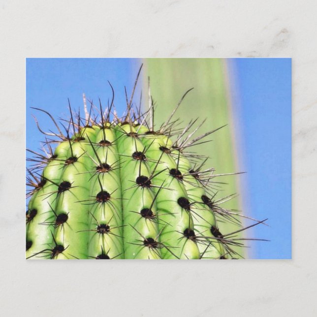 Green Cactus Thorns Postkarte (Vorderseite)
