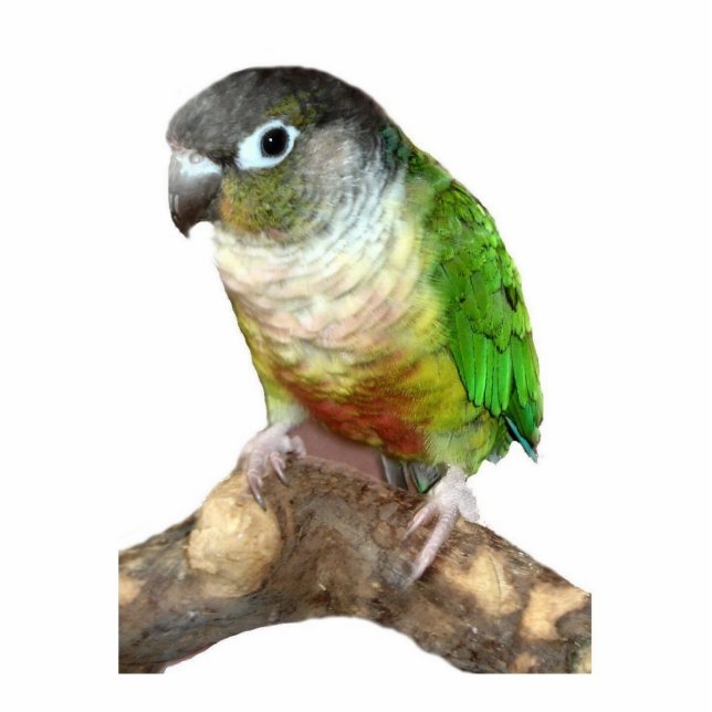 Green Cheek Conture Fotoskulptur Ornament (Vorne)