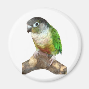 Green Cheek Conture Magnet