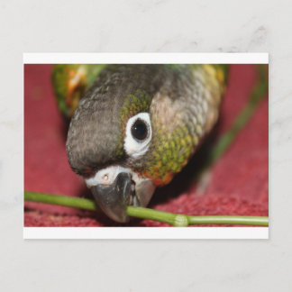 Green Cheek Conture Postkarte