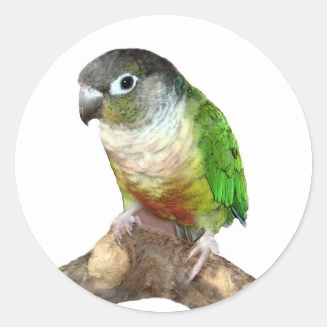 Green Cheek Conture Runder Aufkleber (Vorderseite)