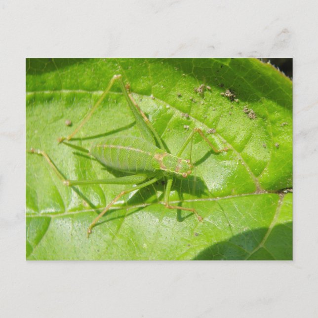 Green Cricket Camouflage Postkarte (Vorderseite)
