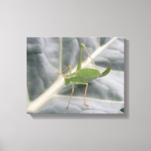 Green Cricket Macro Canvas Print Leinwanddruck