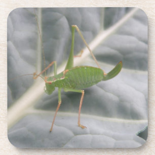 Green Cricket Macro Cork Untersetzer
