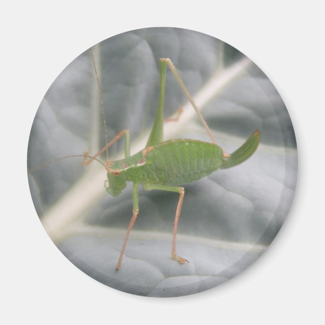 Green Cricket Macro Magnet (Vorne)