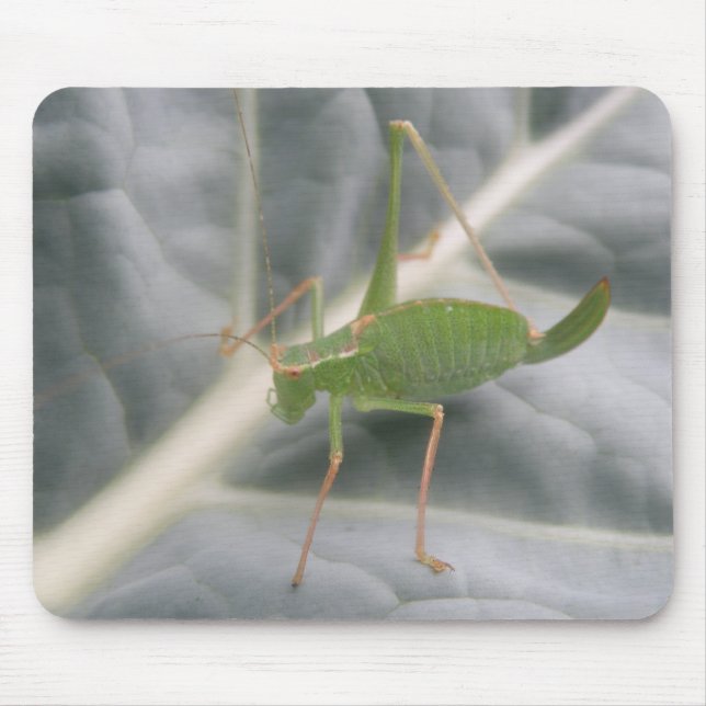Green Cricket Macro Mousepad (Vorne)