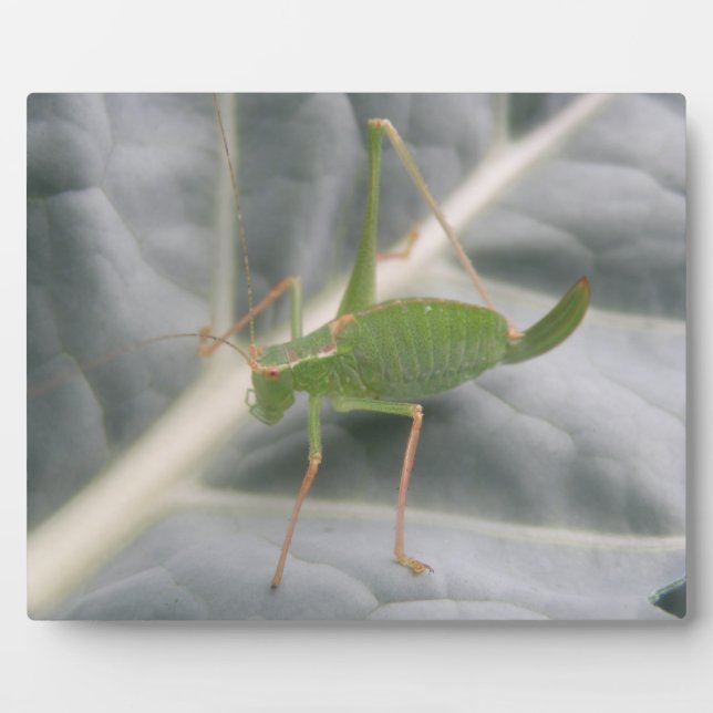 Green Cricket Macro Plaque Fotoplatte (Vorderseite)