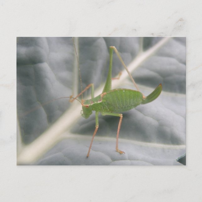 Green Cricket Macro Postcard Postkarte (Vorderseite)